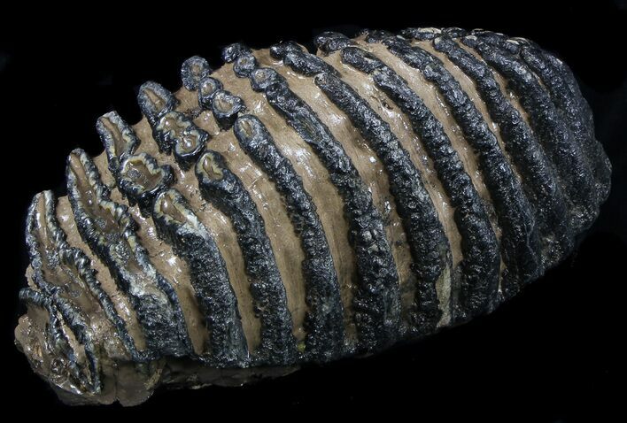 Awesome Southern Mammoth Molar #35933